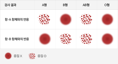 ABO 혈액형 검사(혈구형)