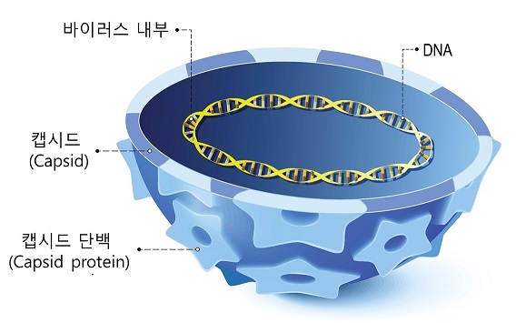 인유두종 바이러스