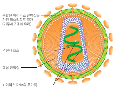 인간 면역 결핍 바이러스(HIV)