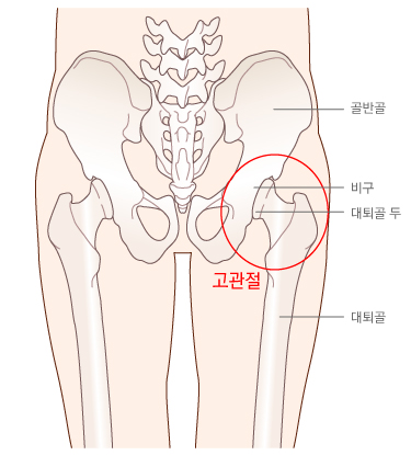 고관절의 위치