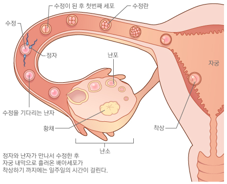 착상 과정