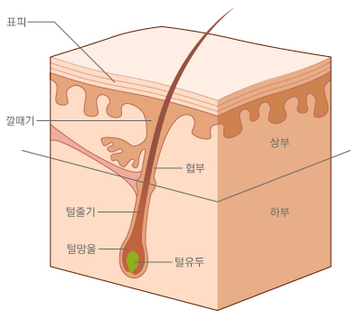 모낭의 구조